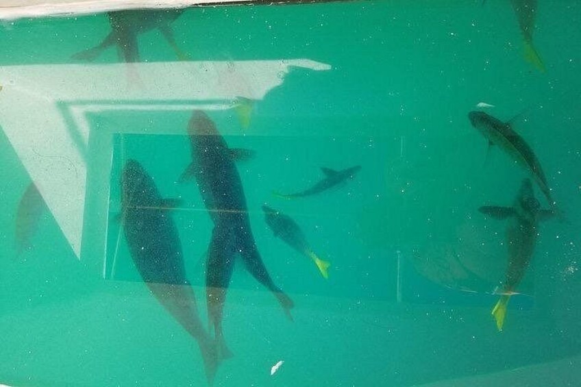 A swimming pool with multiple people and fish. 5
