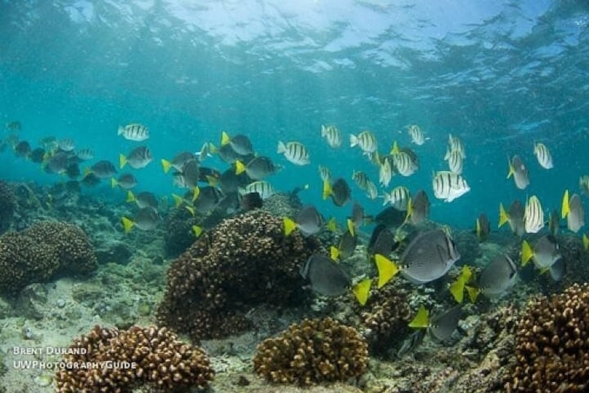 A coral reef with various fish species swimming around. 4