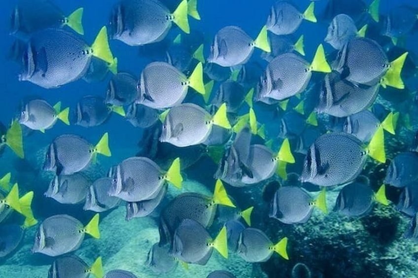 A school of fish swimming in a clear blue ocean. 3