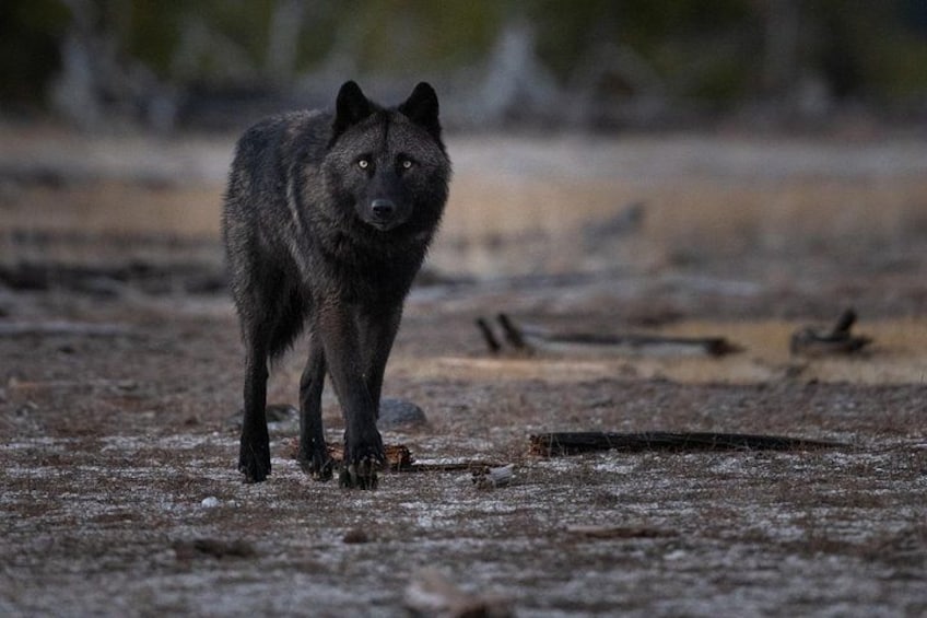 A wolf standing on a dry, barren ground with sparse vegetation and a few scattered branches. 3