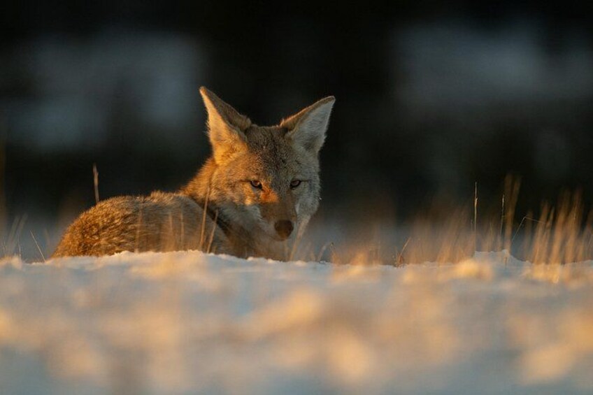 A coyote lying in the snow. 2