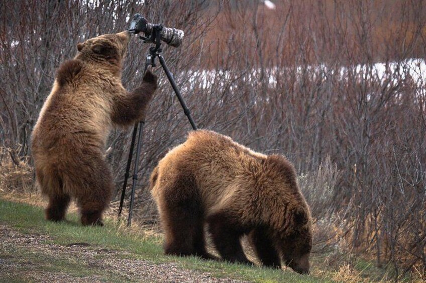 Two bears, one standing on a tripod with a camera, and another bending down, in a natural setting with trees and a body of water in the background. 1
