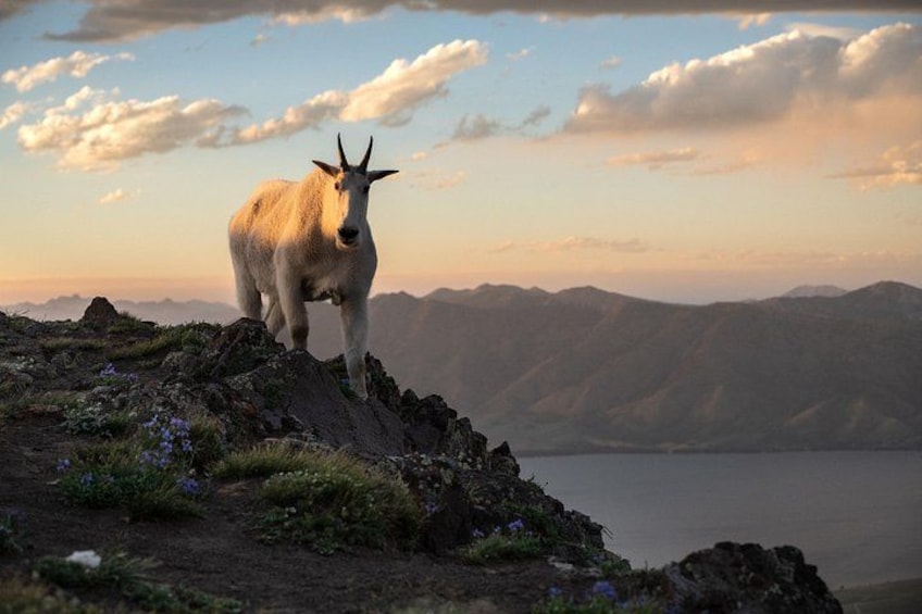 A goat standing on a rocky outcrop with mountains in the background. 3