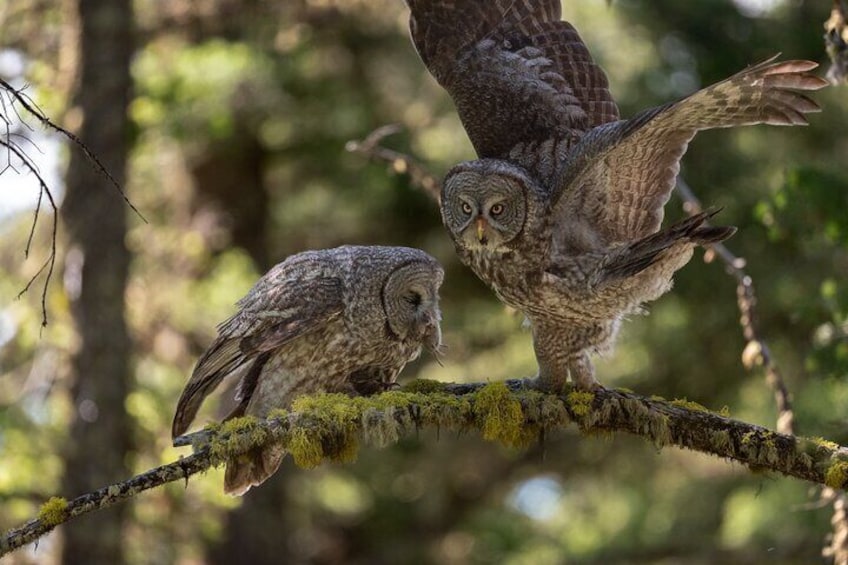 Zwei Eulen sitzen auf einem moosbewachsenen Ast im Wald. 4
