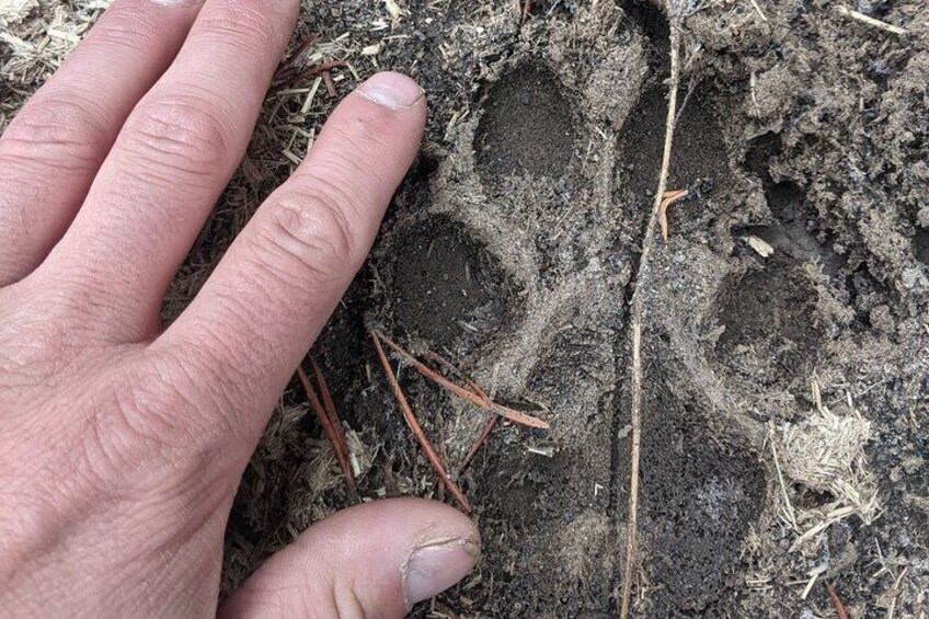 Eine Hand berührt den Boden, wobei Tierfährten sichtbar werden. 3