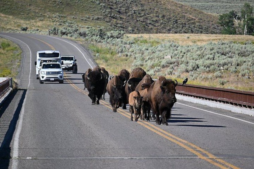 A herd of bison crossing a highway with vehicles approaching. 2