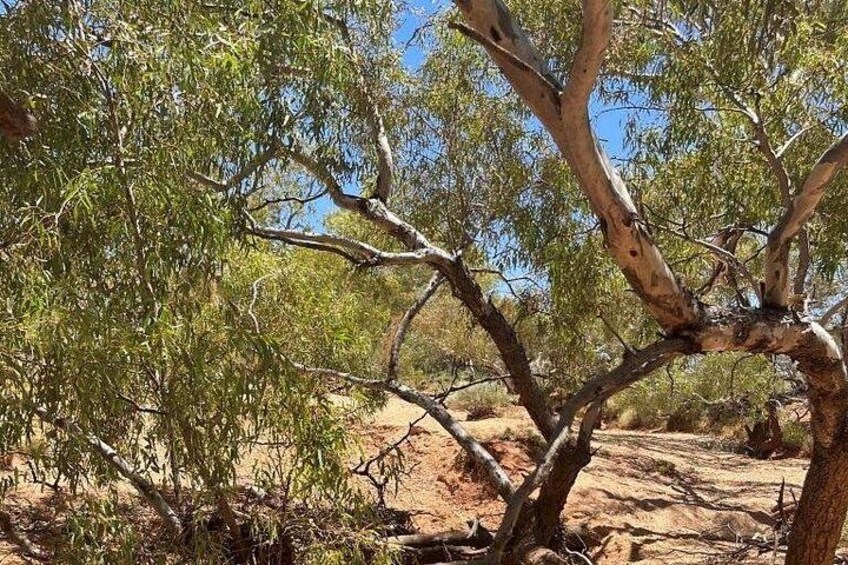 Full day The Painted Desert Tour in Outback South Australia 2