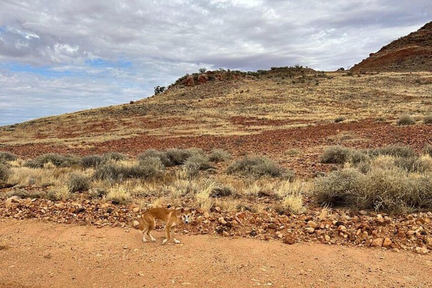 Full day The Painted Desert Tour in Outback South Australia 2