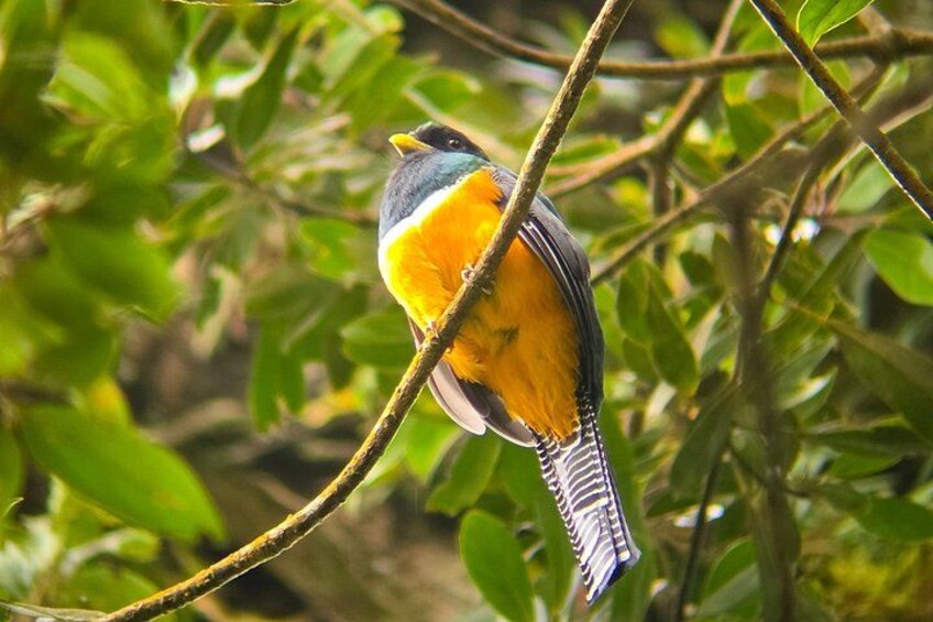 Monteverde Cloud Forest | Guided Tour of Flora & Fauna 3