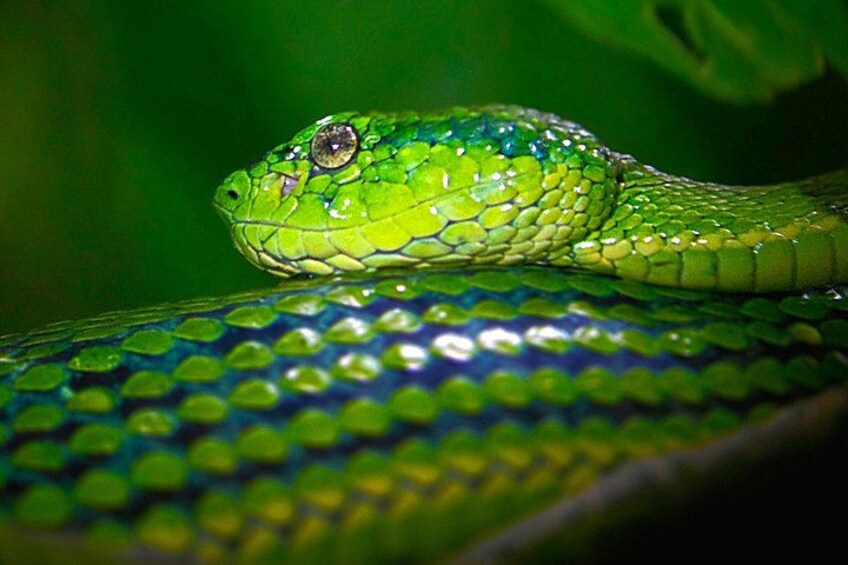 Monteverde Cloud Forest | Guided Tour of Flora & Fauna 2