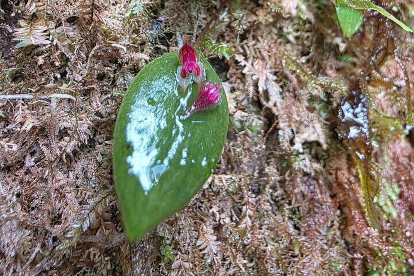 Monteverde Cloud Forest Tour 5