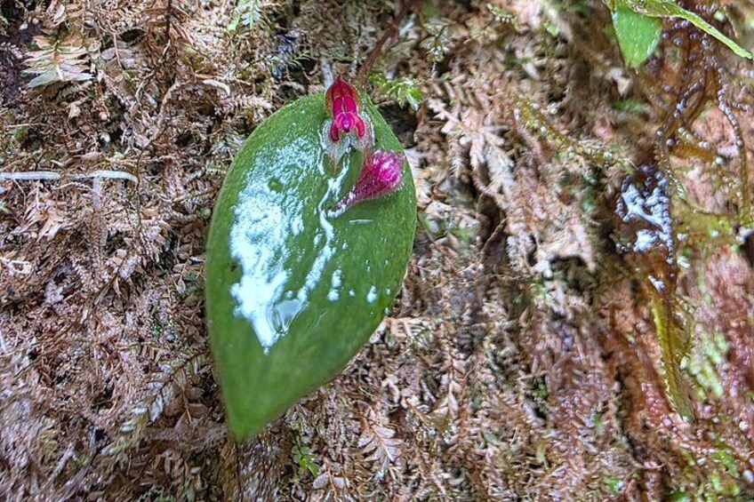 Monteverde Cloud Forest | Guided Tour of Flora & Fauna 4