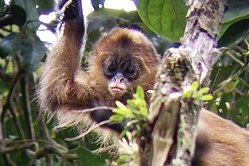 A monkey clinging to a tree branch in a dense forest. 3