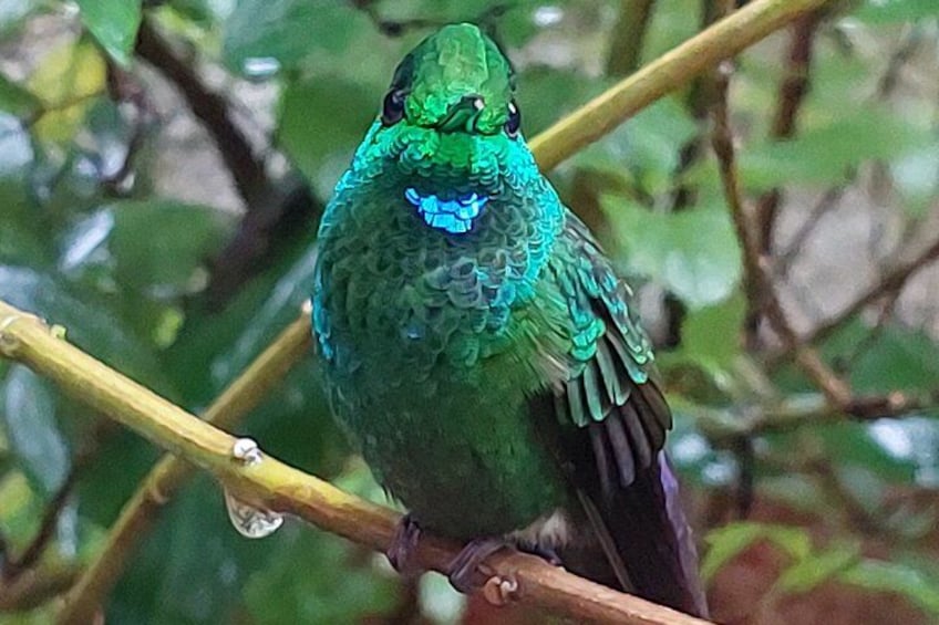 Un oiseau aux plumes vertes et bleues chatoyantes était perché sur une branche. 3