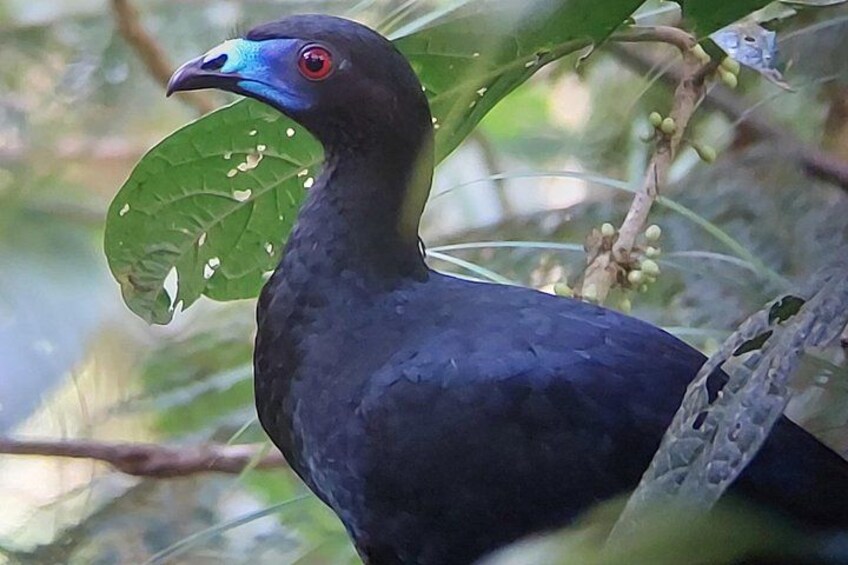 A bird with a dark plumage and a distinctive blue beak, perched on a branch with green leaves. 2