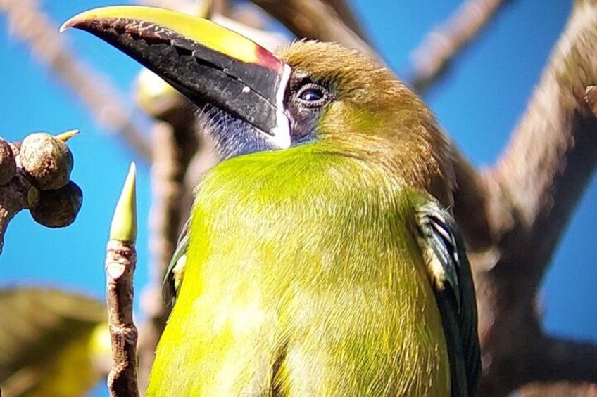 Un oiseau au bec jaune et aux plumes vertes était perché sur une branche. 4