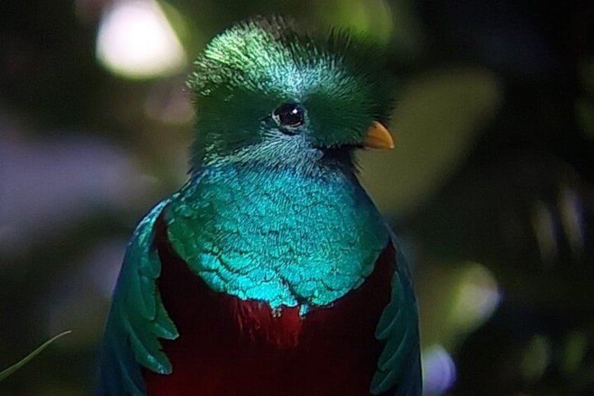 Un oiseau aux plumes vertes et bleues, à la poitrine rouge et au bec orange. 5