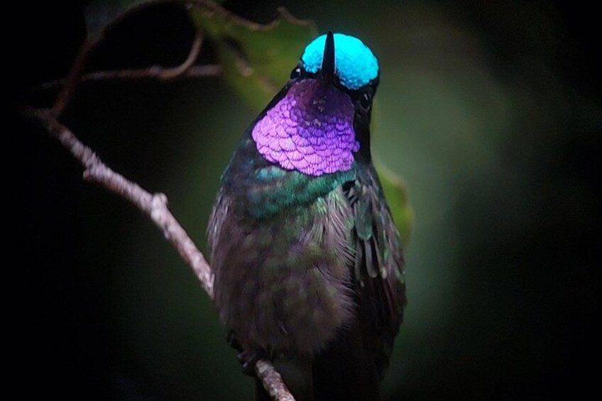 Colibri Gorgimorado Wildlife Experience in the Monteverde Cloud Forest 2