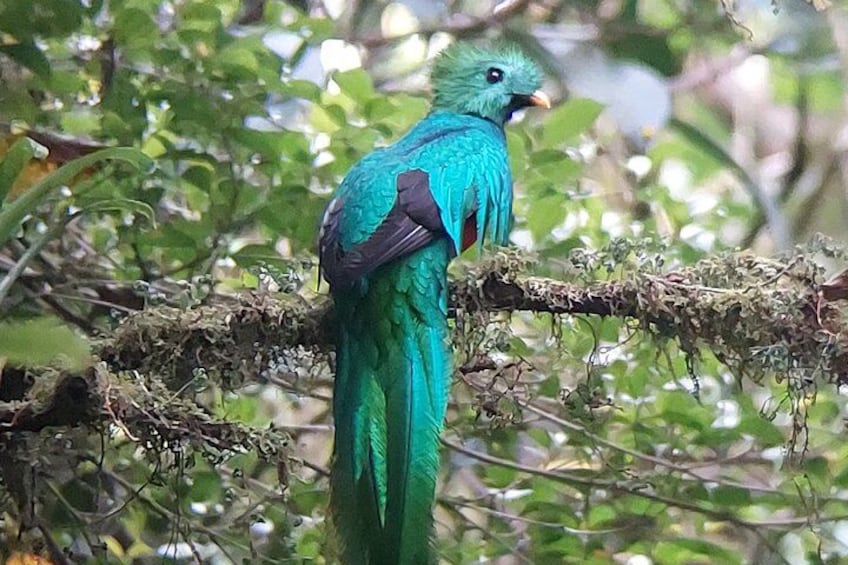 A bird perched on a branch in a forest. 1