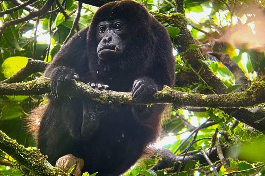 Monteverde Cloud Forest | Guided Tour of Flora & Fauna 5