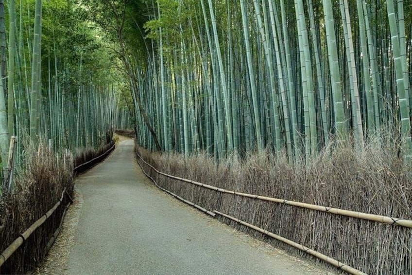A pathway flanked by tall bamboo trees. 5