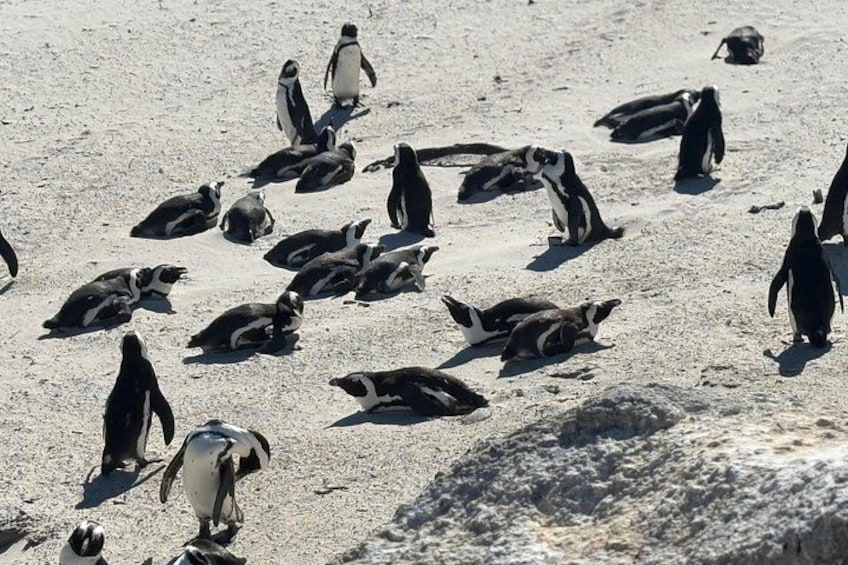 Full Day Private Cape Peninsula and Boulders Beach Tour 2