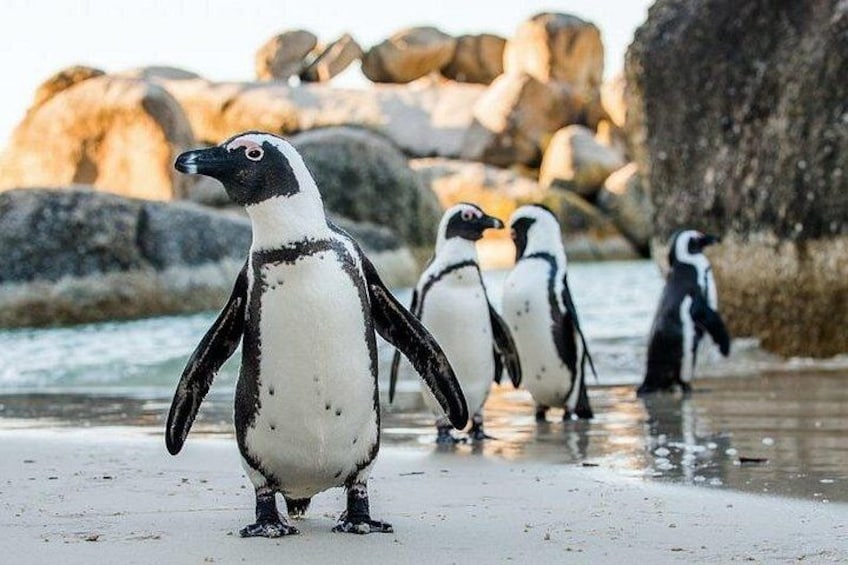 Full Day Private Cape Peninsula and Boulders Beach Tour 1