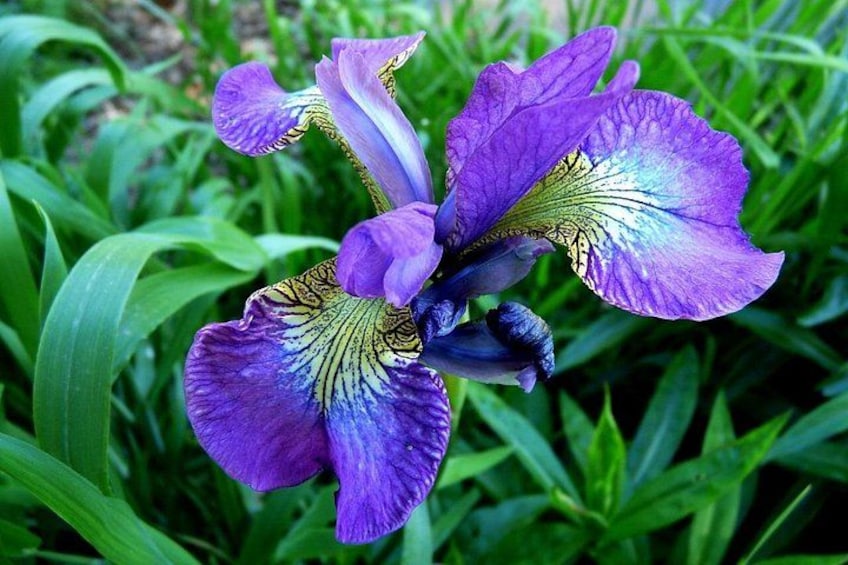 Une fleur d’iris violette, ornée de motifs jaunes et blancs, entourée de feuillage vert. 3