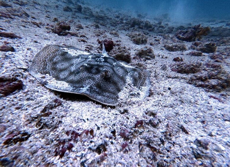 Picture 6 for Activity Tamarindo: Guided Snorkeling Tour with Marine Life Spotting 5