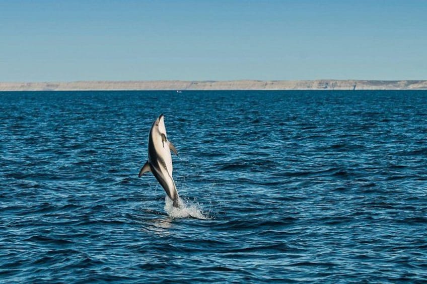 Peninsula Valdés - EARLY BOOKING -20 OFF - for Cruise Passengers 4