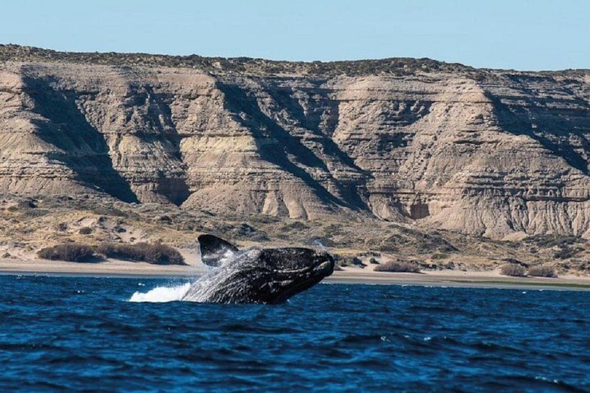 Peninsula Valdés - EARLY BOOKING -20 OFF - for Cruise Passengers 1