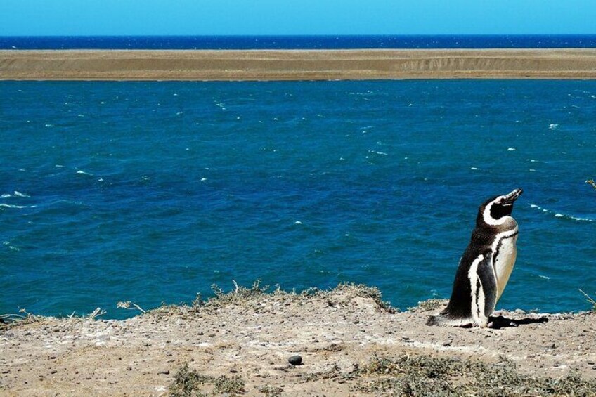Peninsula Valdés - EARLY BOOKING -20 OFF - for Cruise Passengers 2