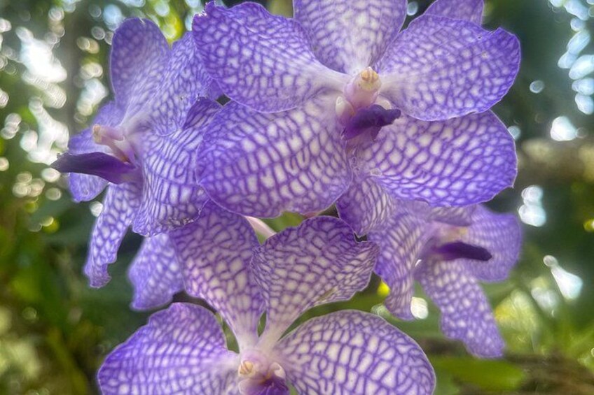 A cluster of purple orchids with intricate patterns. 1