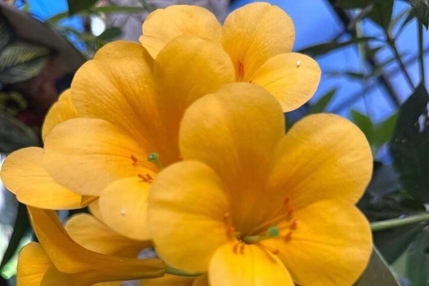 Eine Ansammlung leuchtend gelber Blüten mit sichtbaren Staubgefäßen und Griffeln, vor sattem Grünlaub. 4