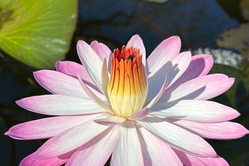 Eine rosa-weiße Seerose mit einem gelben Blütenkern auf einem Teich. 3
