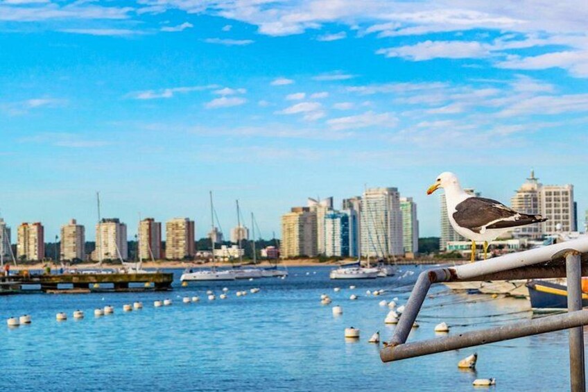 Una gaviota posada en una barandilla, con un horizonte urbano y barcos al fondo. 2