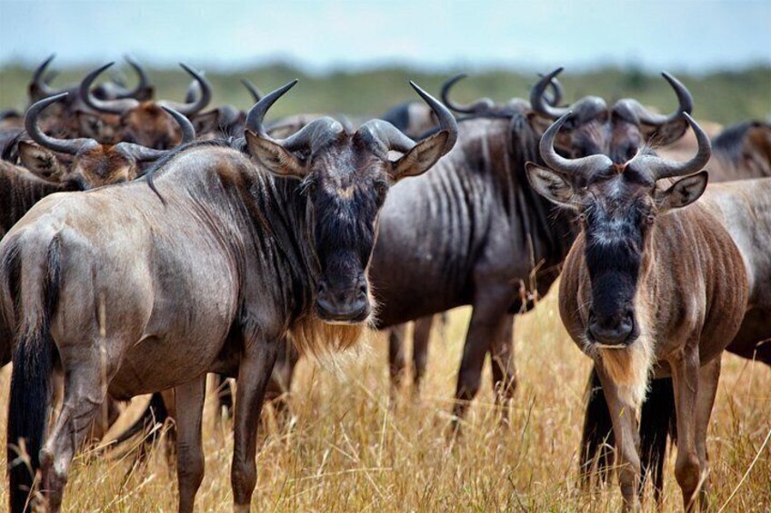 Namib Desert Wildlife 2
