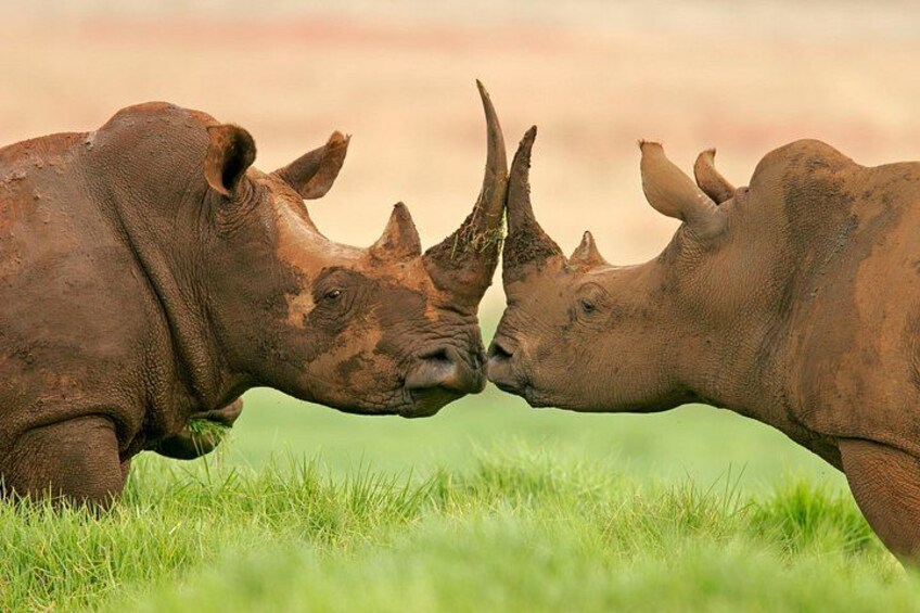 Namib Desert Wildlife 2