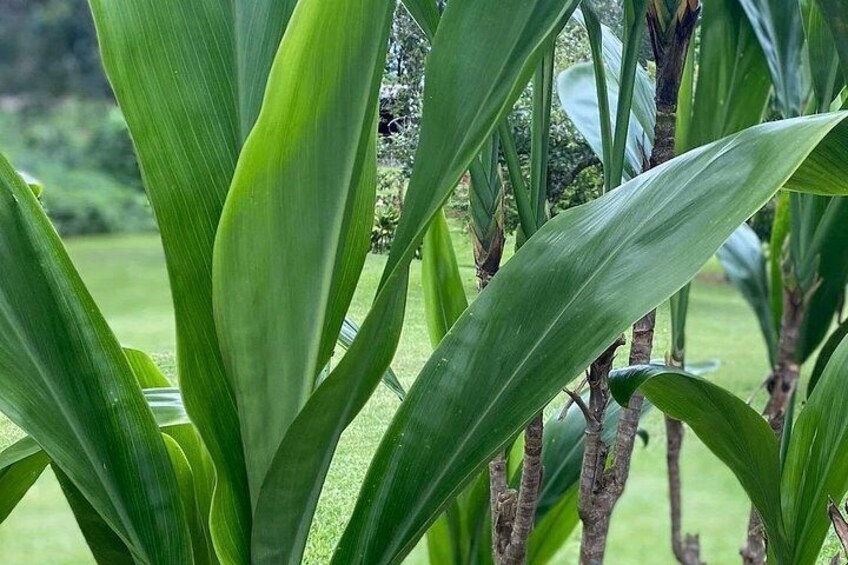 Ti plant has many uses. 3