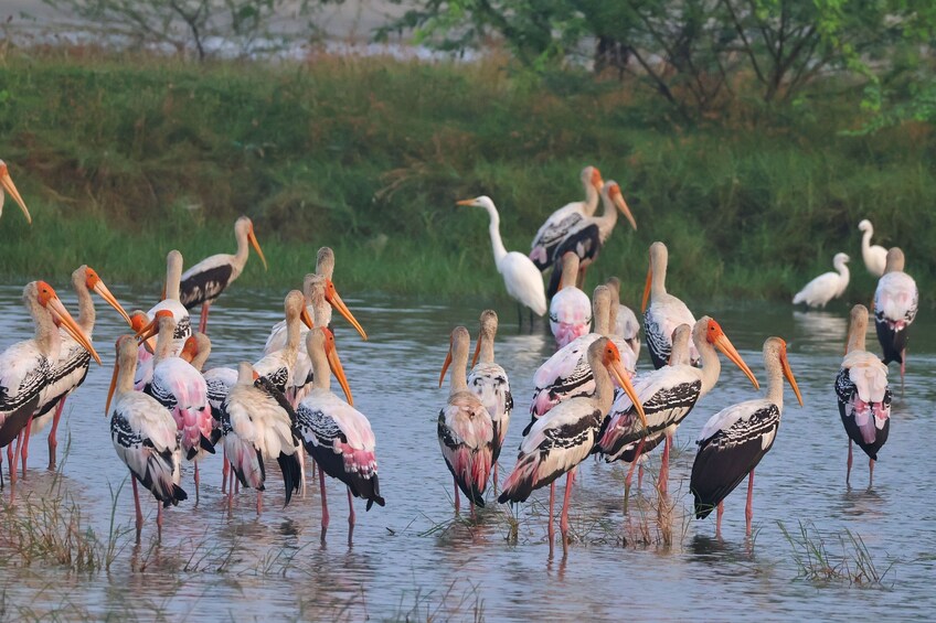 Private 4-Day Golden Triangle Tour with Bharatpur & Elephant SOS Rescue 4