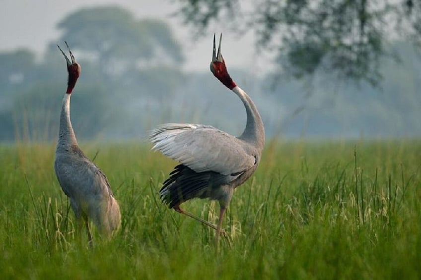 Agra To Bharatpur Same Day Tour with Fatehpur Sikri 1