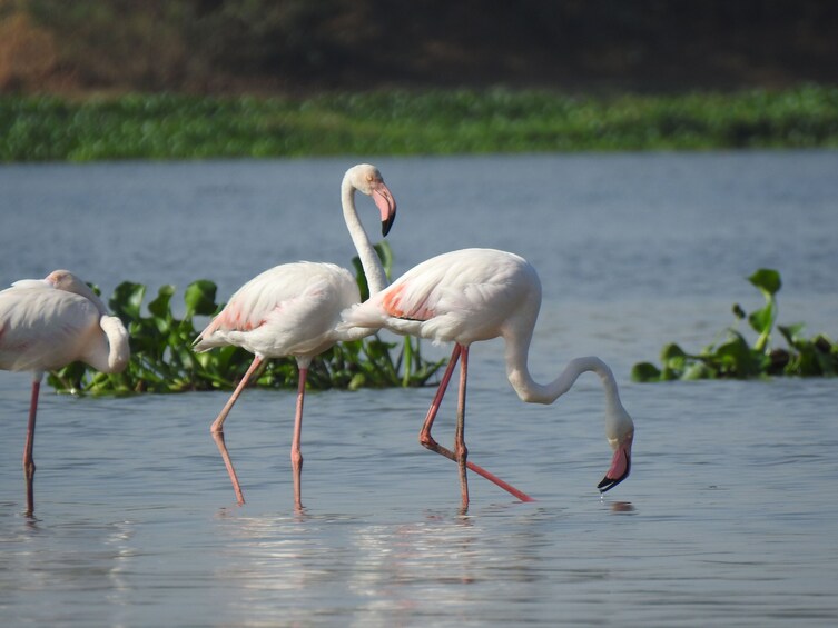 Private 4-Day Golden Triangle Tour with Bharatpur & Elephant SOS Rescue 3