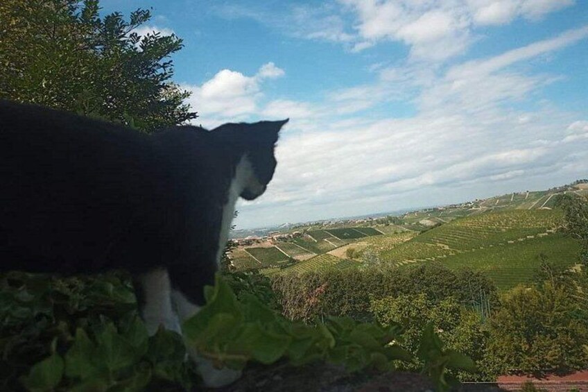 LANGHE: Private activity in Neive and discover the Mysteries of the Cellar 2