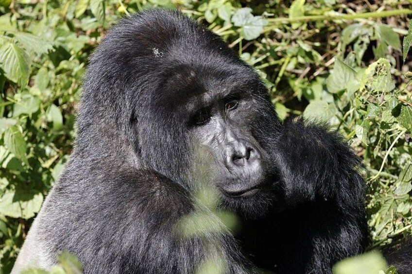 3 Day Uganda Gorilla Trekking and Batwa Pygmies Experience 2