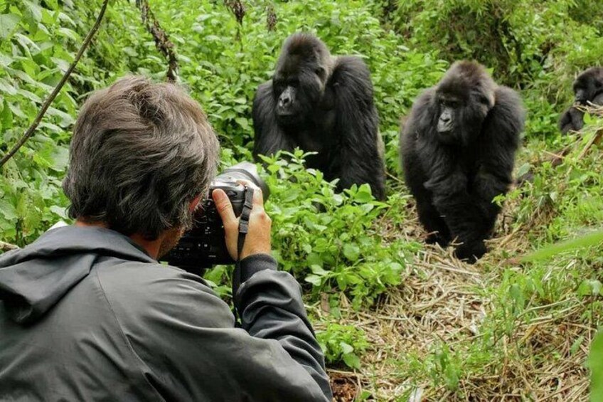 3 Day Uganda Gorilla Trekking and Batwa Pygmies Experience 5