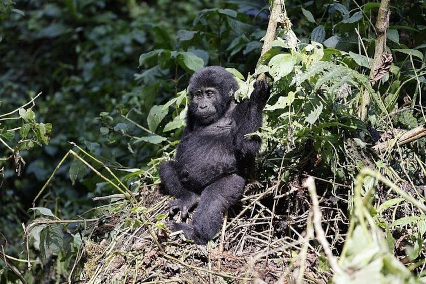3 Day Uganda Gorilla Trekking and Batwa Pygmies Experience 2