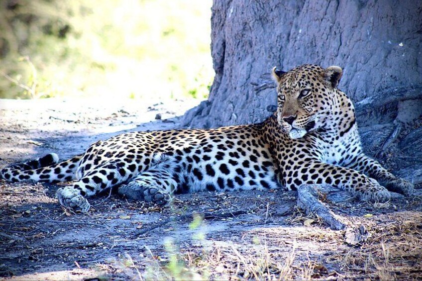 A leopard lying down near a tree. 3
