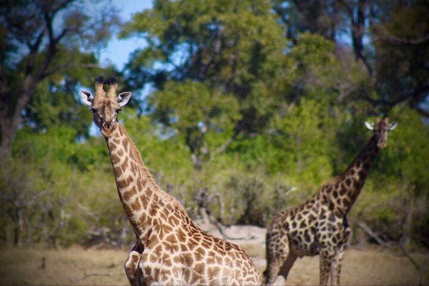 Two giraffes in a natural setting with trees and dry ground. 2