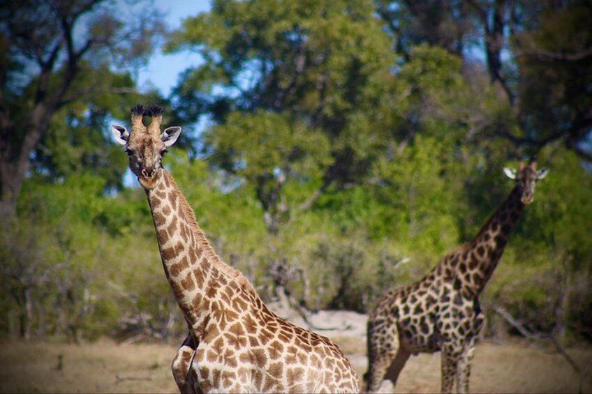 Two giraffes in a natural setting with trees and dry ground. 5