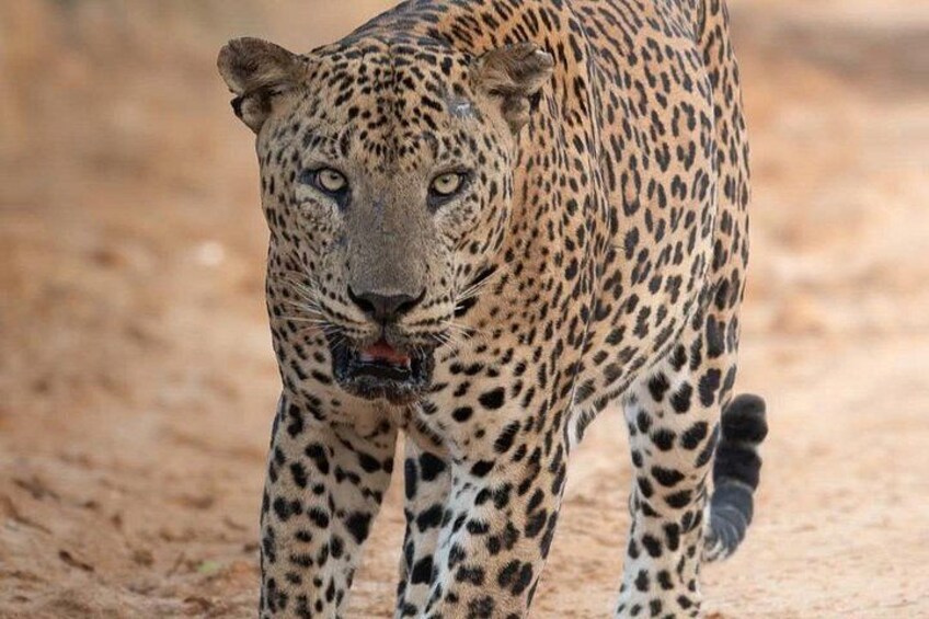 Yala National Park Safari From Hambantota Port 2
